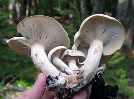 the stems are thick and the attached gills are close to crowded Lyophyllum connatum.